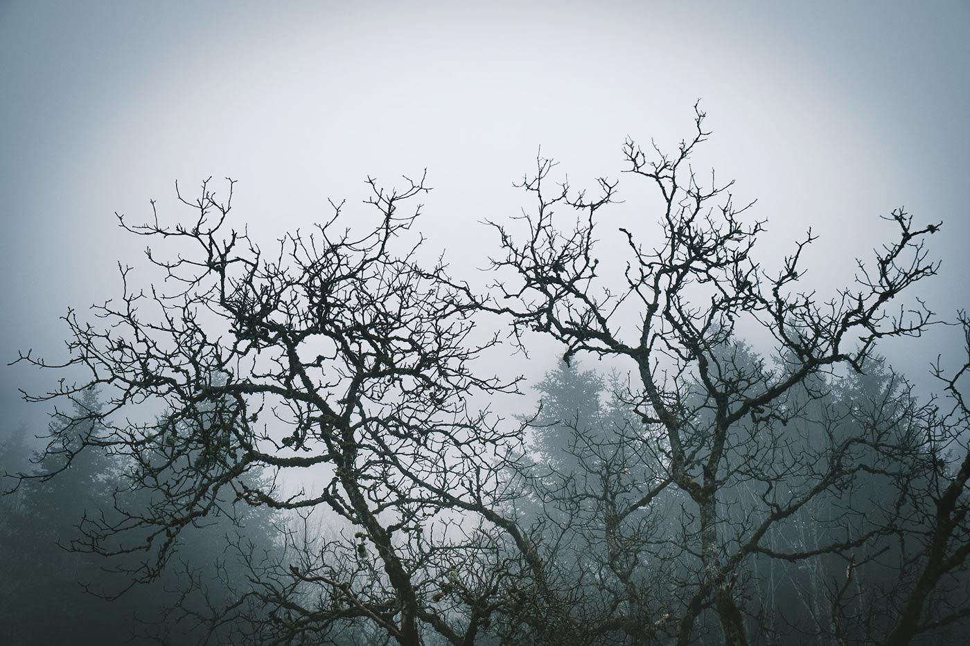 haunted forest romania