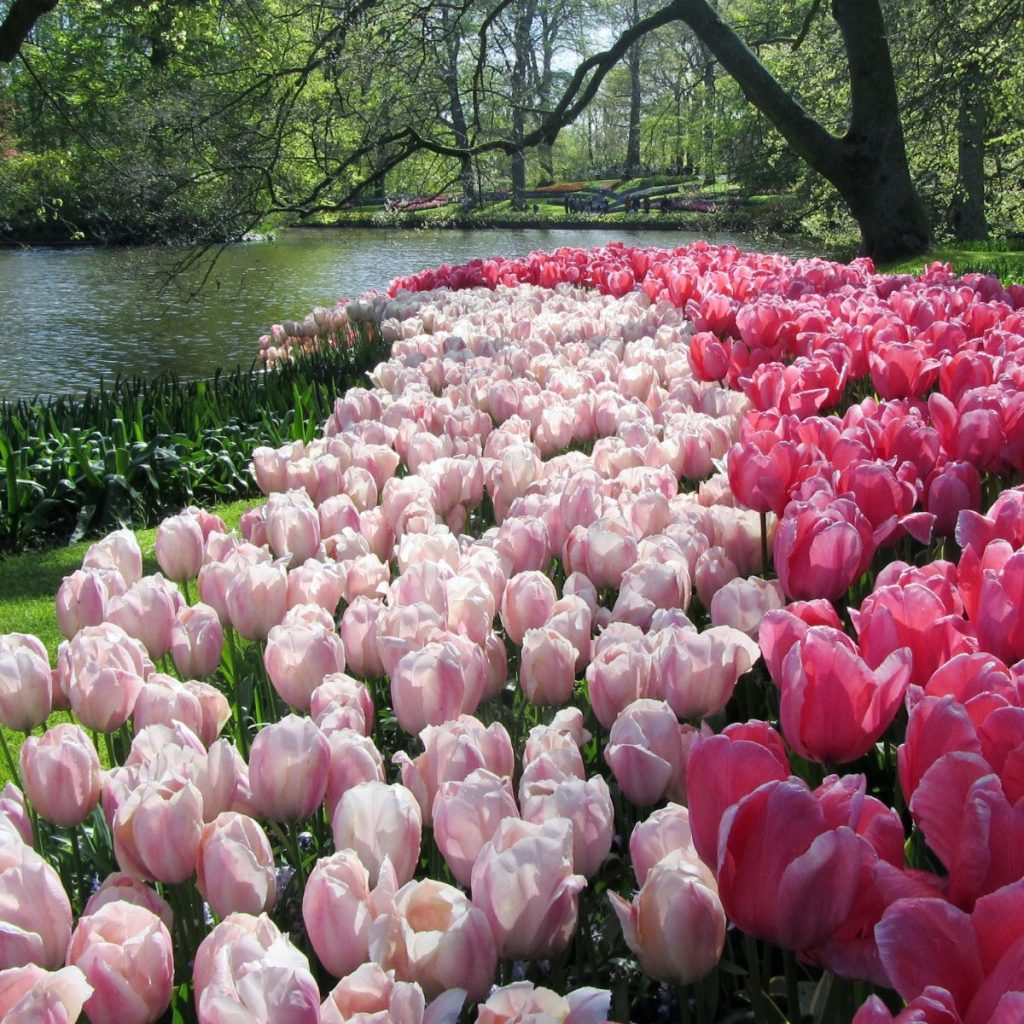 keukenhof gardens day trip from amsterdam