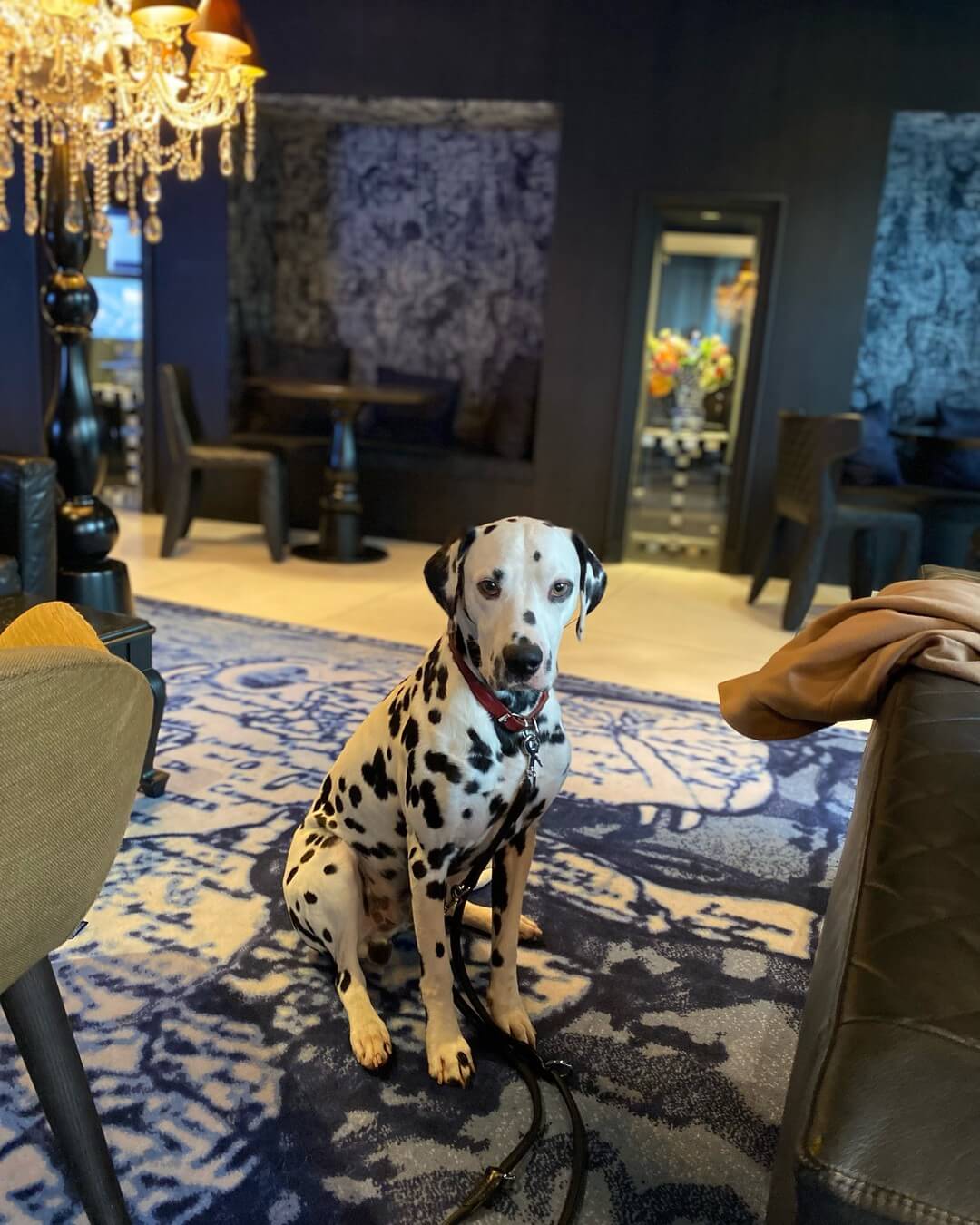 andaz luxury dog friendly hotel