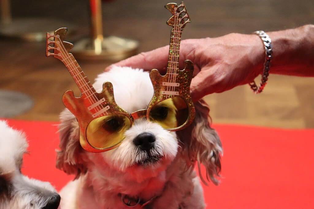 dog wearing rock sunglasses