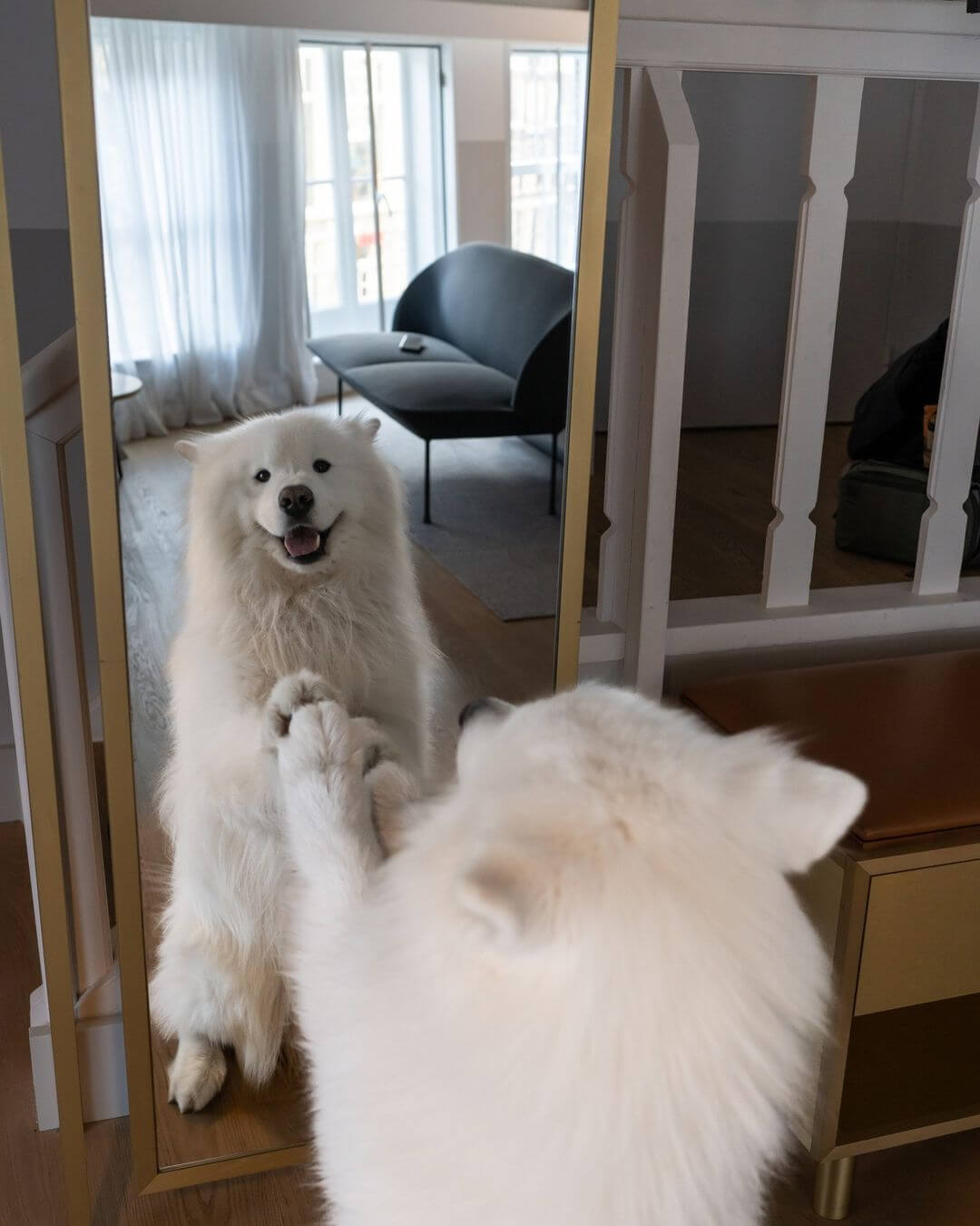 dog in kimpton hotel room