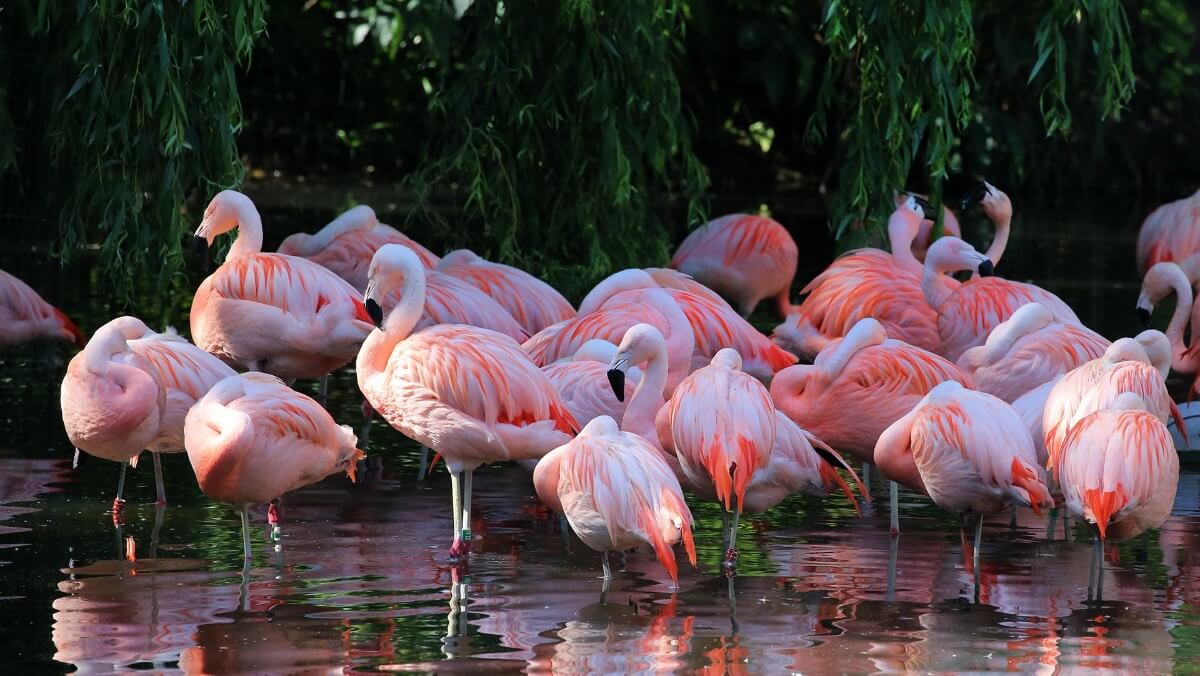 artiz zoo in amsterdam